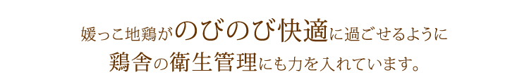 媛っこ地鶏がのびのび快適に過ごせるように鶏舎の衛生管理にも力を入れています。